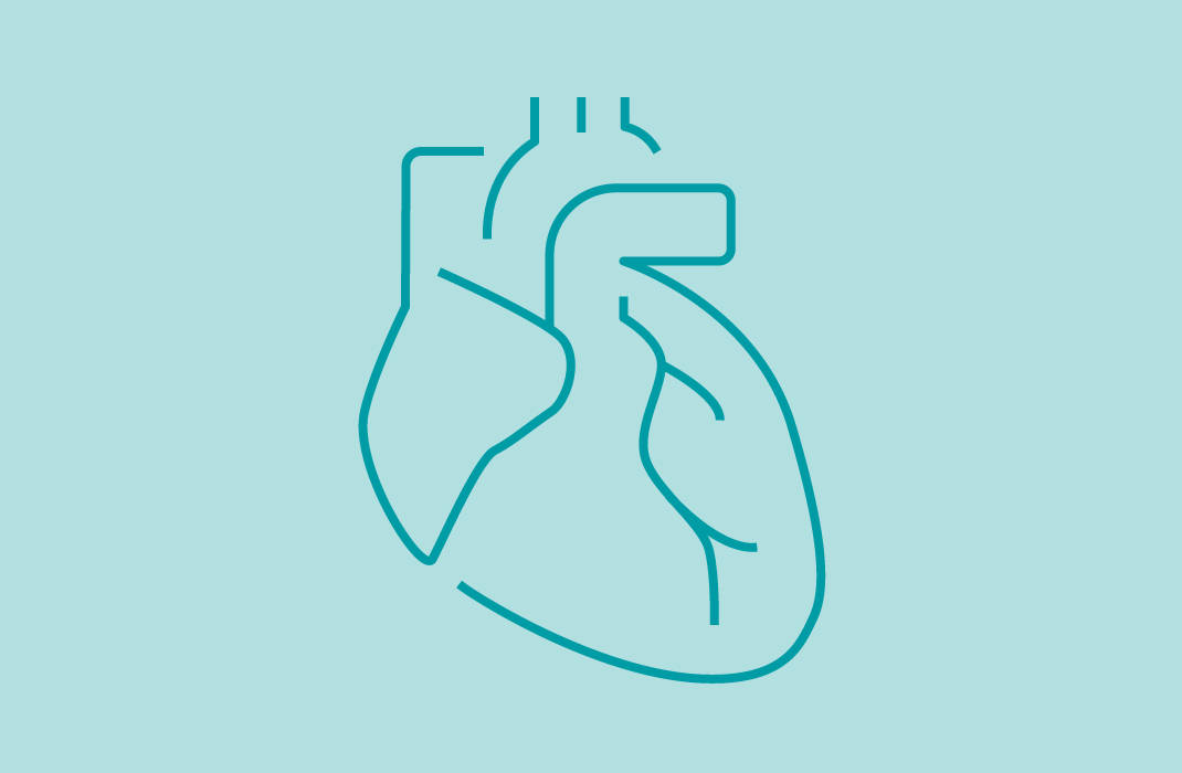 Line drawing of an anatomical heart.